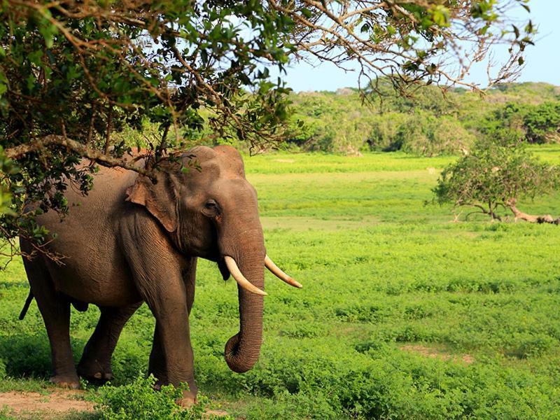 Yala Leopard Mobile Camp Hotel Exterior foto
