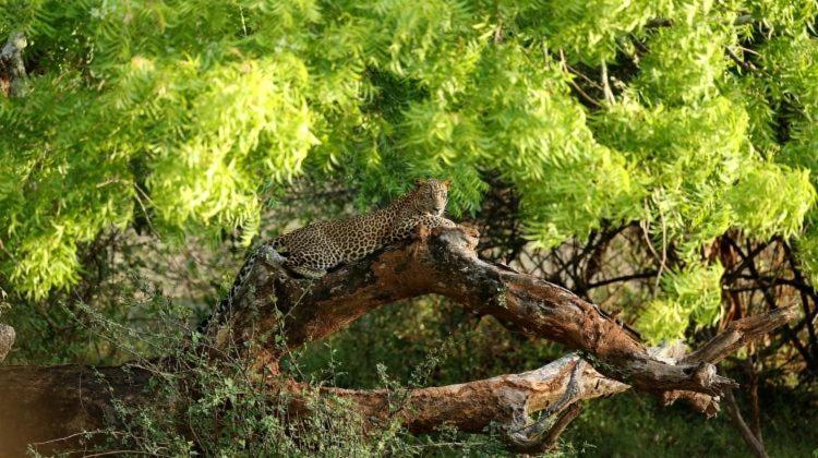 Yala Leopard Mobile Camp Hotel Exterior foto